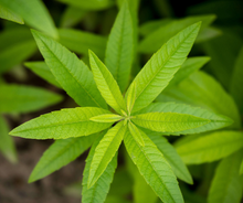 Load image into Gallery viewer, P.S Thinking of You - Lemon Verbena
