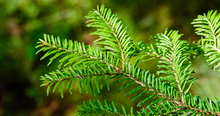 Load image into Gallery viewer, Balsam Fir | 80 Hour | Amber Jar
